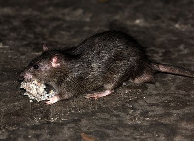 roof rat eating bread