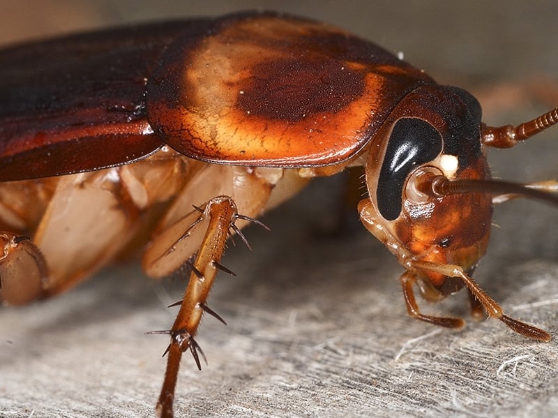 american cockroach in shreveport la