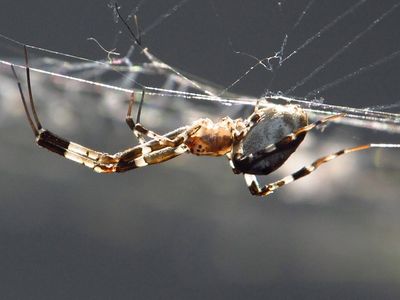 american house spider in web