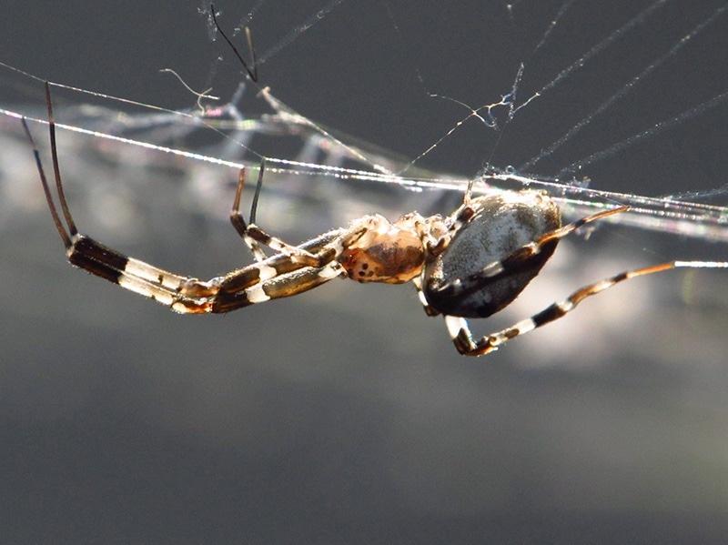 american house spider in messy web
