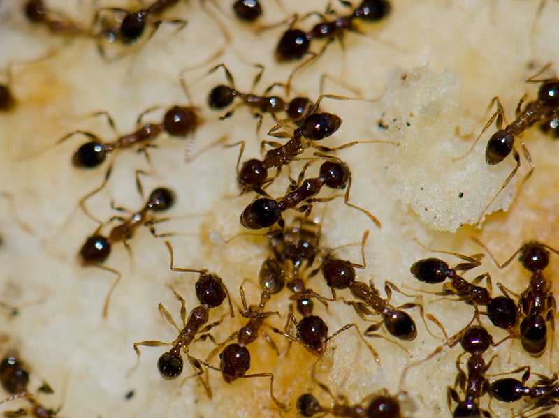 argentine ants crawling over food