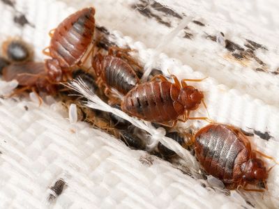 adult bed bugs and nymphs crawling on mattress