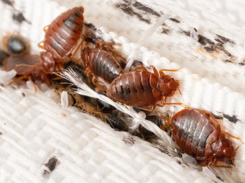 signs of bed bug activity