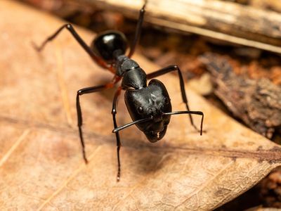 carpenter ant in louisiana