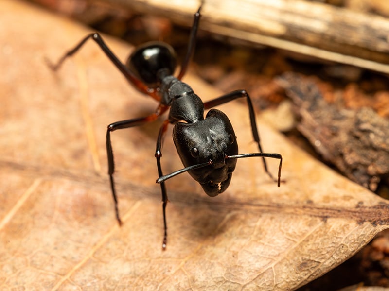 large black ant