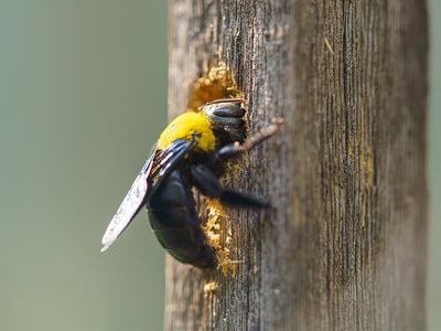 carpenter bee drilling a hole in fence