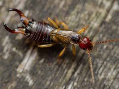 earwig crawling on deck