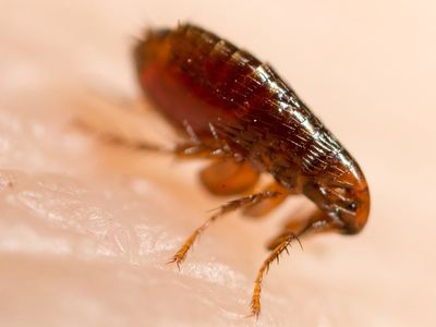 close up of a flea on human skin