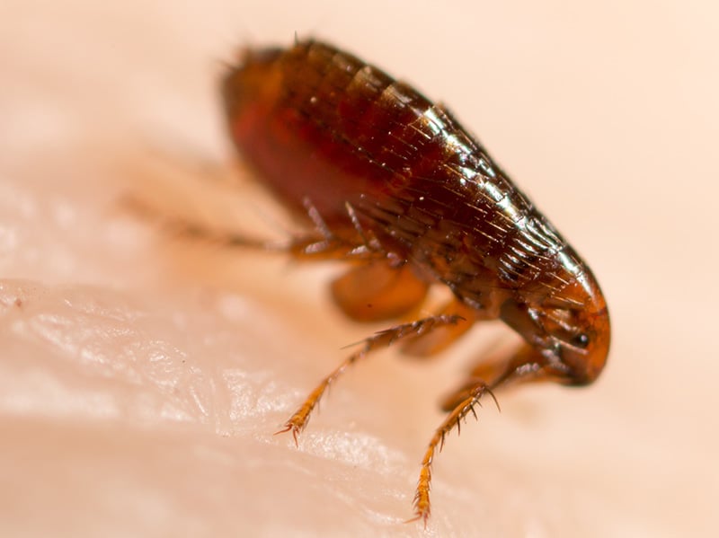 up close look at a flea on a person