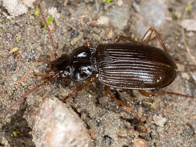 ground beetle outside home