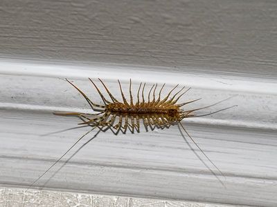 centipede crawling on ceiling