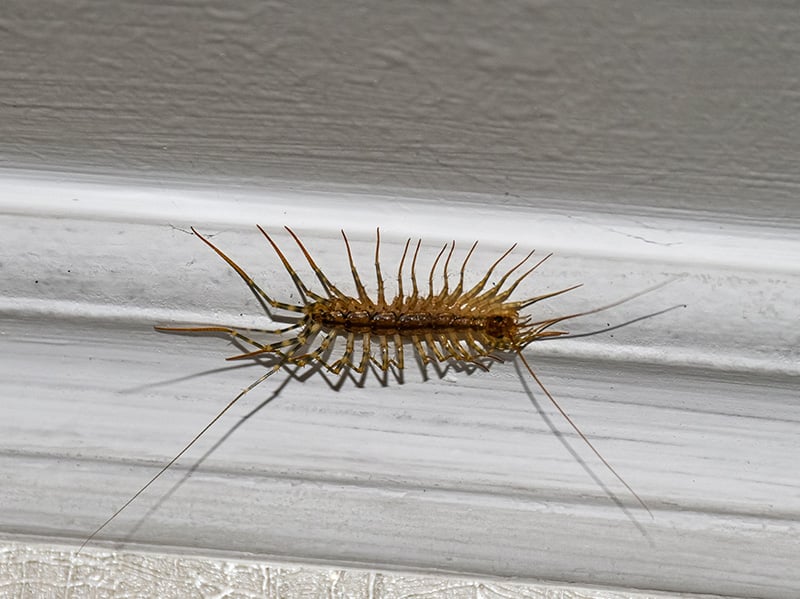 centipede crawling on ceiling