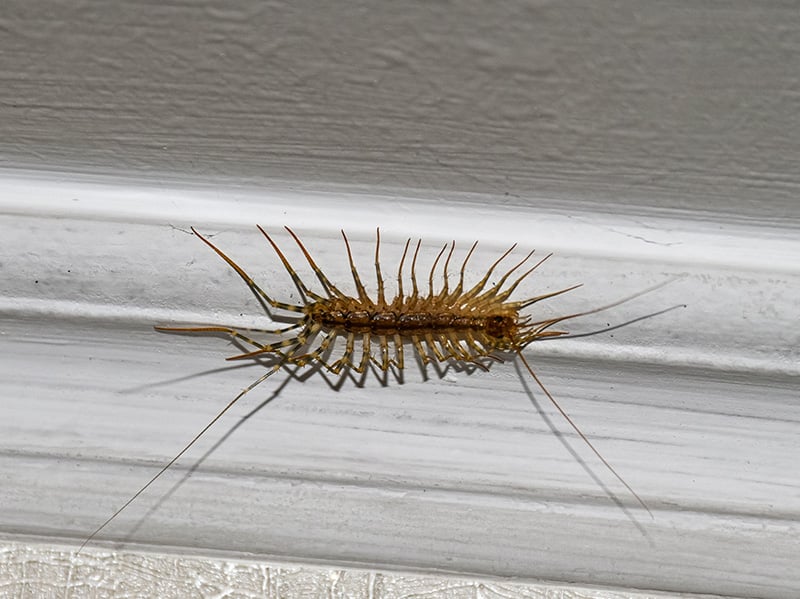 house centipede crawling on ceiling