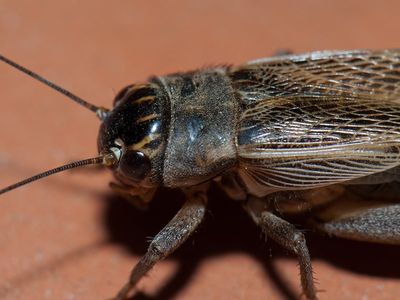 house cricket