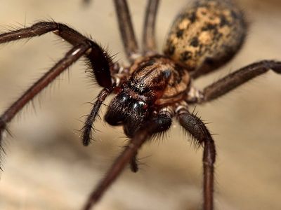 common house spider