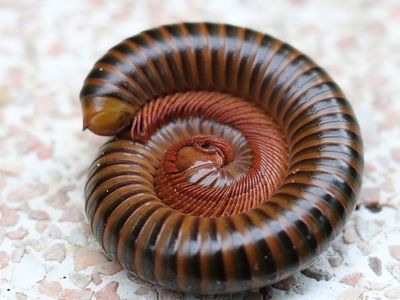 millipede rolled into a ball