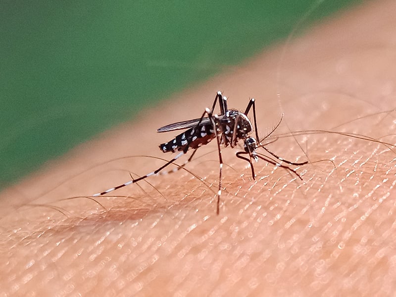 mosquito biting shreveport resident