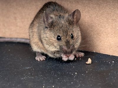 common house mouse