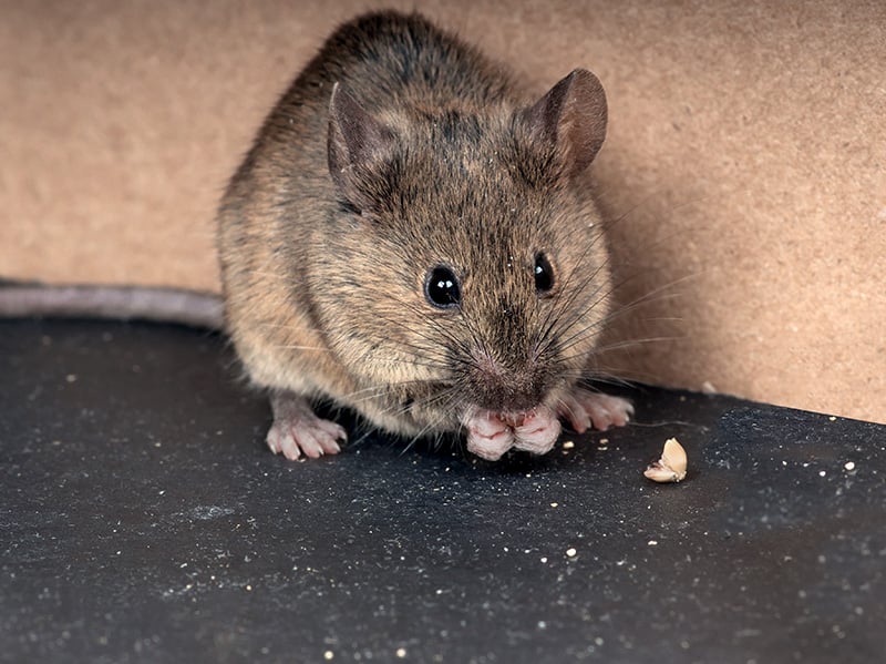 a house mouse inside shreveport home