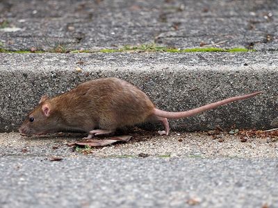 norway rat outside