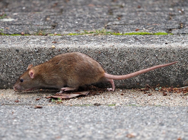 norway rat outside