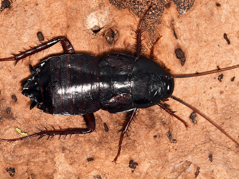 shiny black cockroach