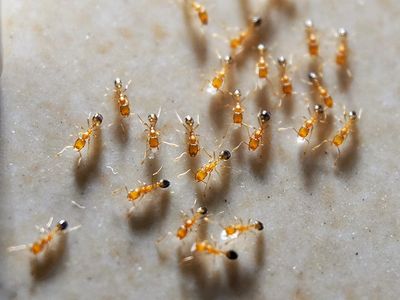 trail of pharaoh ants in shreveport
