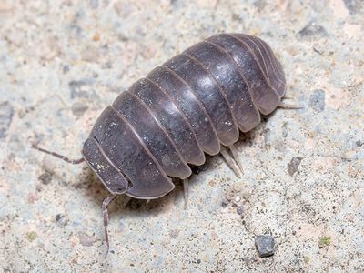 pill bug