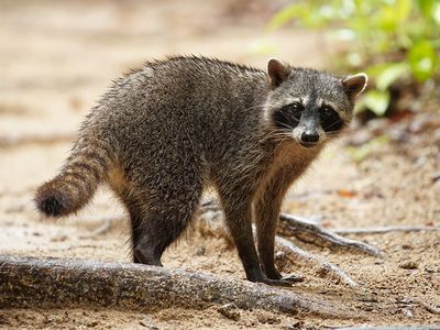 raccoon outside house