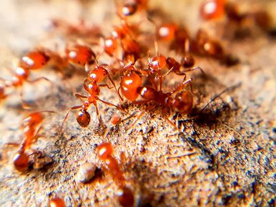 fire ants near mound