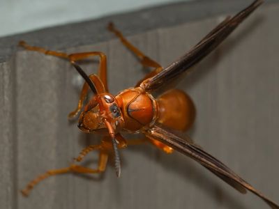 red wasp