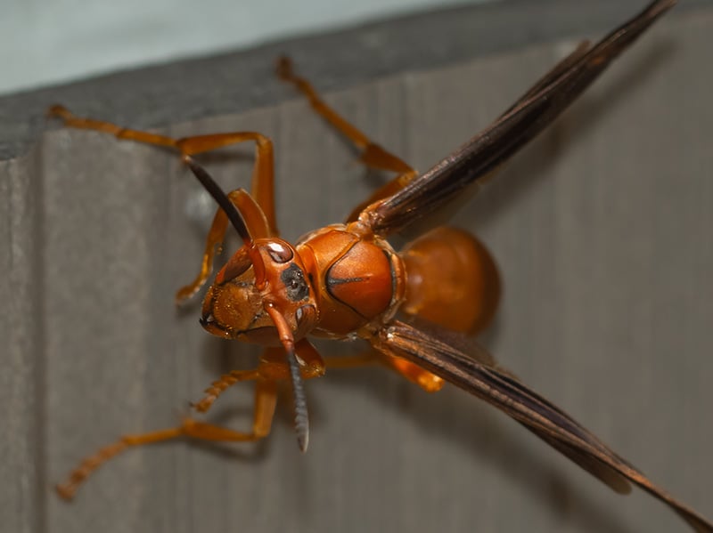 red wasp