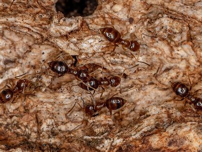 rover ants