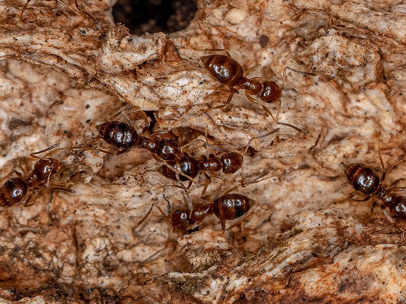 rover ants searching for food