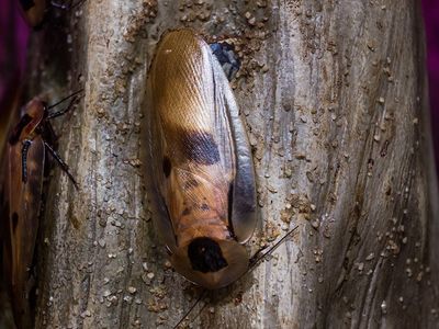 smokey brown cockroach