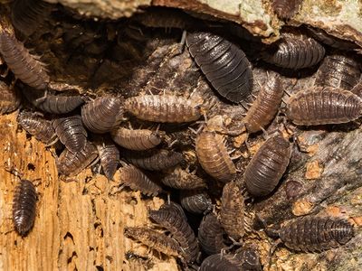 sow bugs clustered together