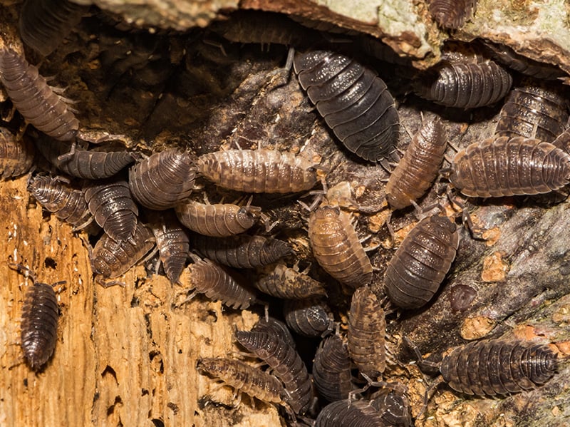 sow bugs clustered together