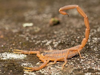 scorpion in louisiana