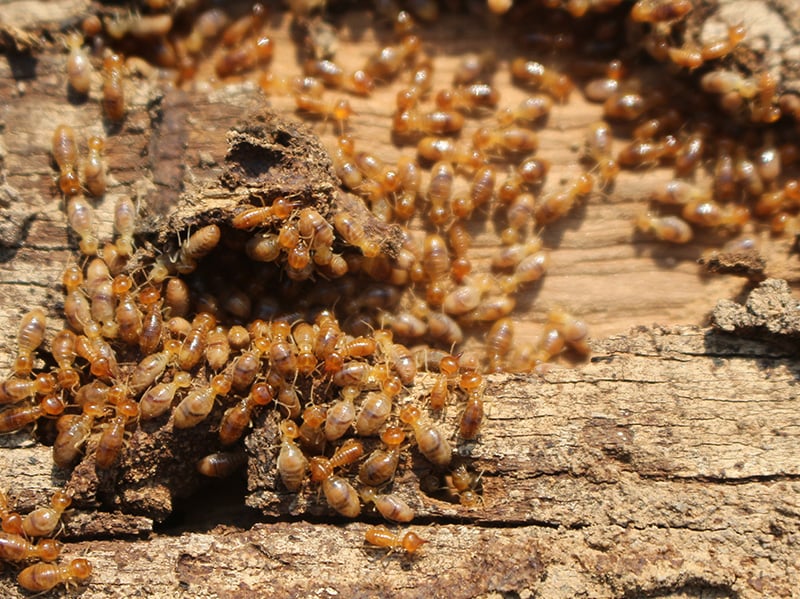 termite activity in shreveport la