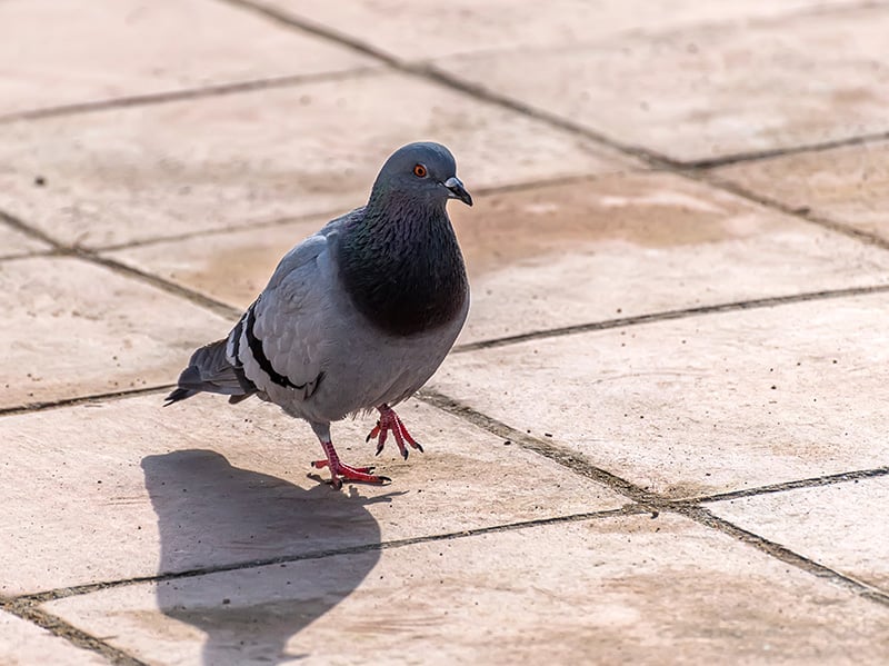 pigeon