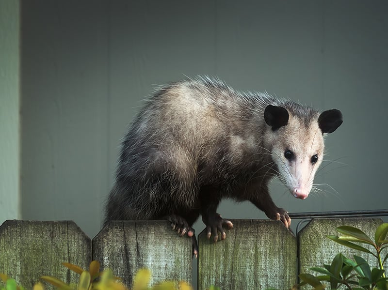 possum on a fence