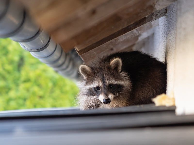 raccoon in rafters