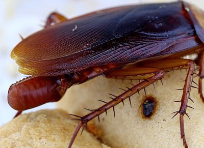 adult cockroach laying egg sac, called ootheca