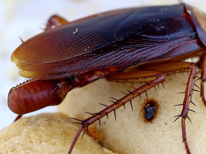 adult cockroach laying egg sac, called ootheca