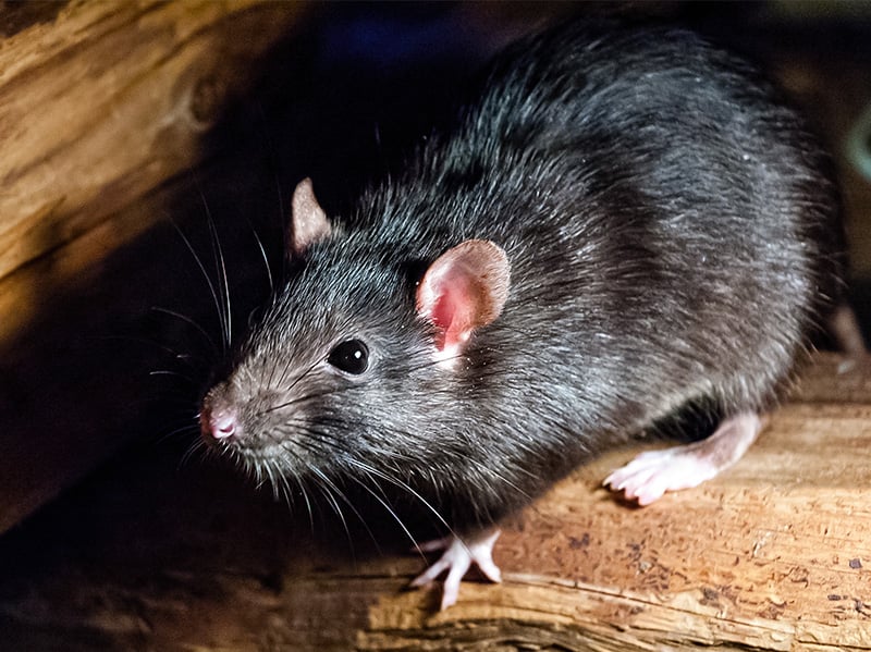 roof rat inside home