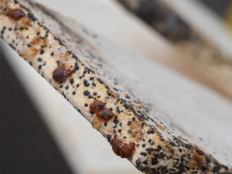 adult bed bugs, nymphs, and bed bug eggs on bedframe