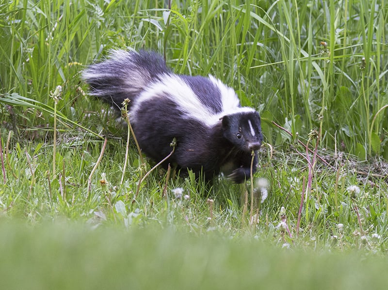 skunk