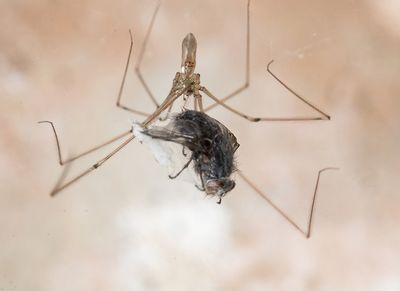 spider wrapping a fly