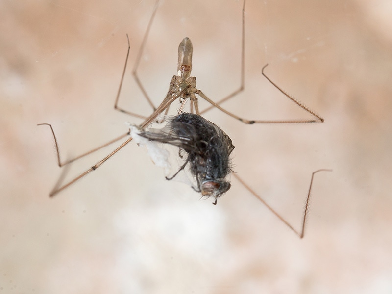 spider wrapping a fly