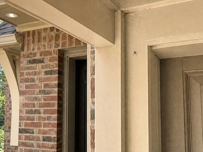 spider in doorway